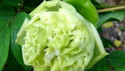 『观赏价值』此花,当属“绿色牡丹”,花开花朵会变色,清新明快,非常具有观赏价值