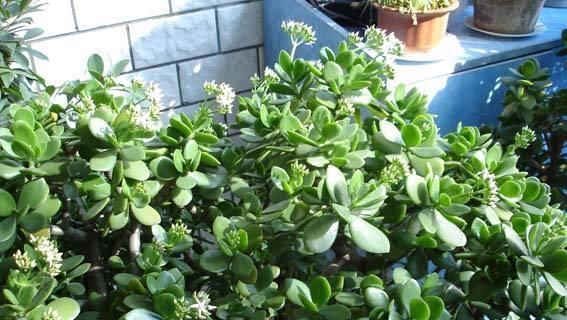  『枝繁叶茂』养玉树的一个小窍门，长得枝繁叶茂又开花，一盆能养好多棵