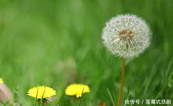  『错过』农村的蒲公英正是开花之际，除了好看外用途也大着呢，不要错过！