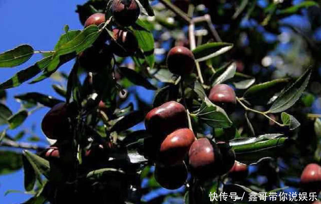 中国唯一用“水果”命名的城市，当地人却集体吐槽，为什么