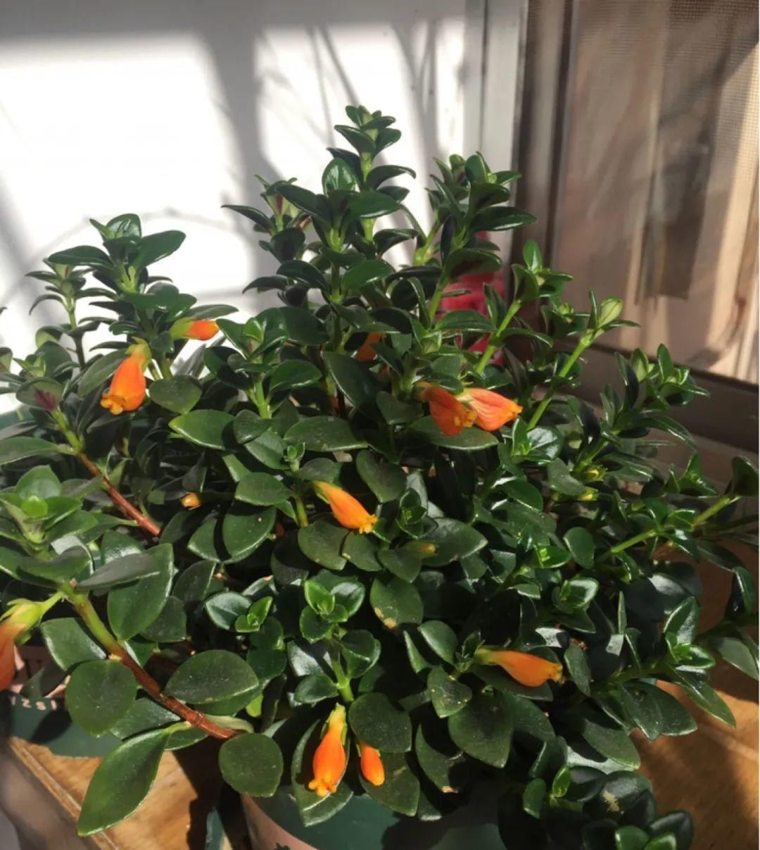  『让它开花更』春天养花就选玛格丽塔，花期长、花量大，爆满小阳台！