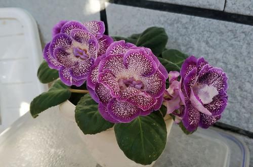阳台@这4款花卉,一年四季开花不断,花朵美艳动人,养在阳台变花海