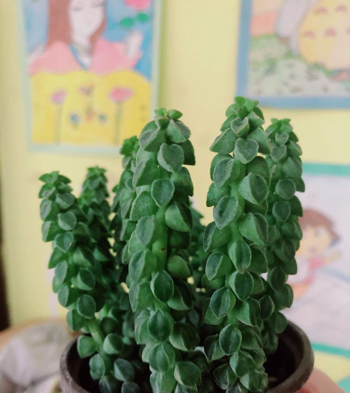  植物■一种植物叫欢乐豆，模样像把大砍刀，阳台养棵真有趣！