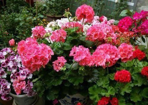  【就要】想要盆栽花期长？就要“反着养”，3个大翻转，花期延长大半月