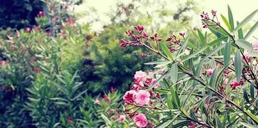  『植物』作为最毒植物之一，为什么大城市的马路边到处都是？