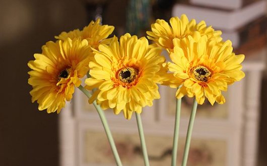  矮小■喜欢菊花？不如养一盆“莱雅菊”，花朵精致，植株矮小适合盆栽养
