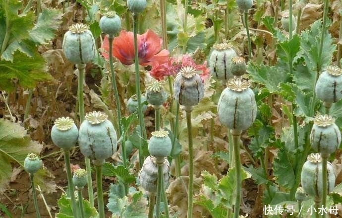 农民注意: 今年起, 这4类农作物禁止种植, 不听劝阻的, 要被罚款