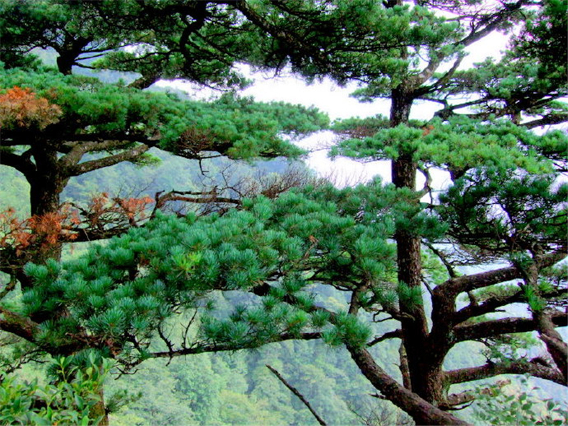  桂林■广西桂林有种树，每年只长三四片叶子，据说美国欲拿波音