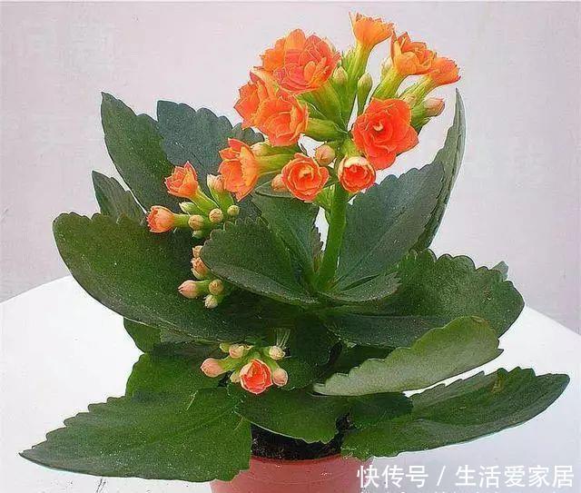  #叶片#卧室养“3种花”，空气清新、睡眠好，枝叶翠绿、观赏性高，真值