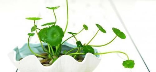  #铜钱草#这几种水培，不仅颜值超高，并且养护简单！
