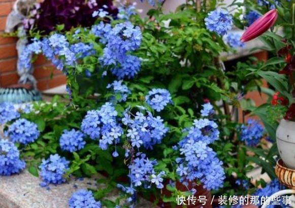 长春花■夏季养护的这些花草,开花不间断,真正开花机器,阳台秒变花园