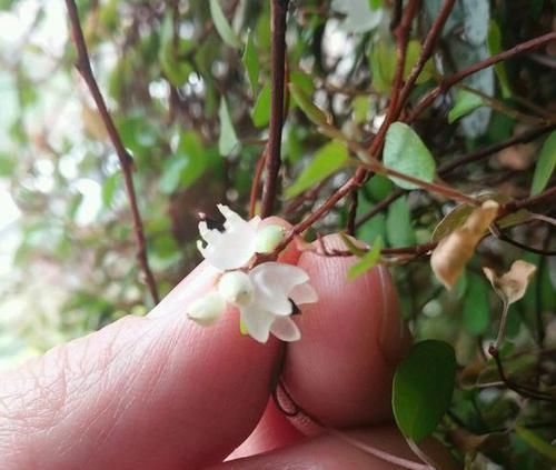 『垂吊成』比金边吊兰好看百倍的吊兰,6个小妙招,开花似白雪,垂吊成瀑布