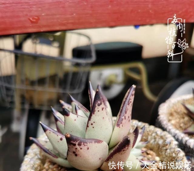 [黄皮乌木]养肉养花要用心，用心呵护，还你精彩每一天！