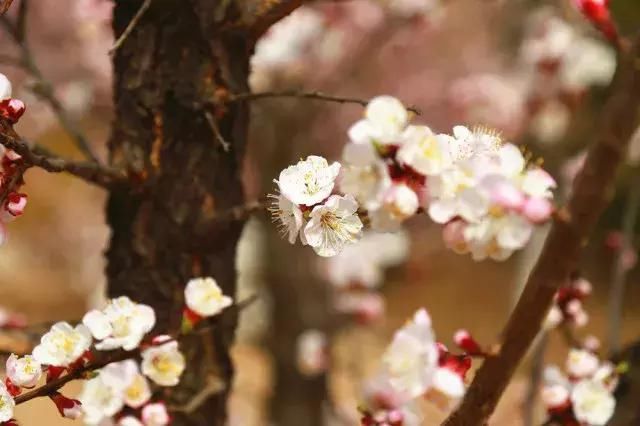 花开成海！！！再过半个月，海淀这座山将美成童话！