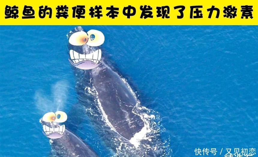 『鹦嘴鱼』关于便便,你所不知道的7个冷知识