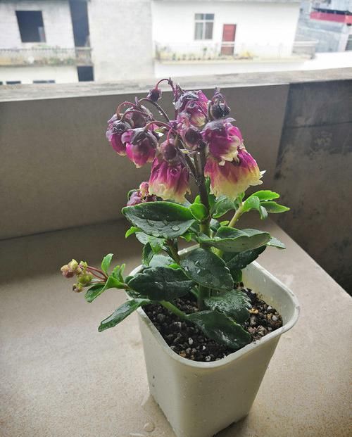 【花朵】养花就养这几款,花朵粉嫩丰腴,花大色鲜胜百合,放在阳台美翻了