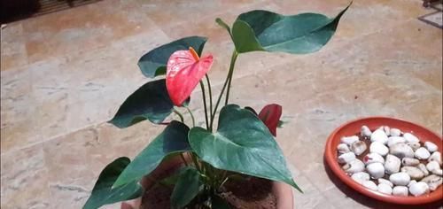  『红掌』让花盆里养的红掌花开不停，换盆时还能分株，生长期注意给肥