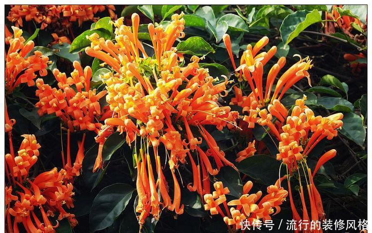  「养花」喜欢家中养花，就选几种，开花美寓意吉祥，花色娇艳花期长的花