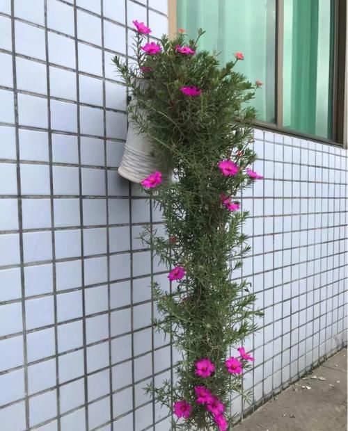 『花柱』把花插在油桶里,疯狂晒7天,开成大花柱!