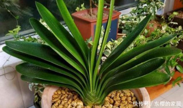 「亲民」如何寻找''亲民高效肥''?靠它们给花草施肥,氮磷钾钙全齐了