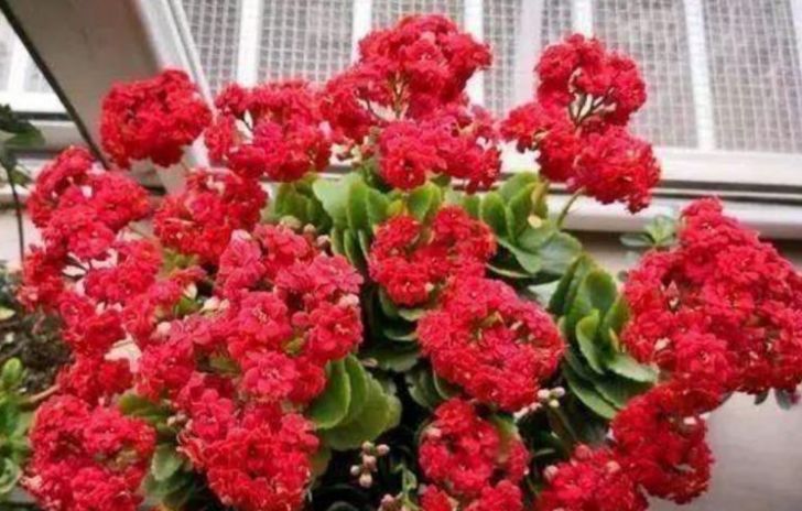  【漂亮】这几种漂亮花，开花像玫瑰，仙气十足爱爆盆，美翻庭院和阳台