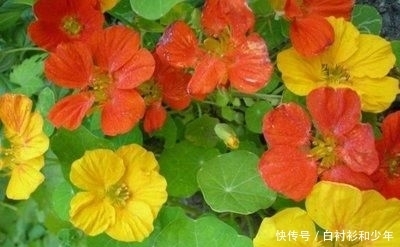  『心爱』喜欢在家中养护心爱的花花，就可以选花枝招展，花色绚丽的3种花