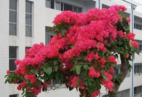  『试试』总是养不好花，试试养上“此花”，它适应能力超强，还特别美观