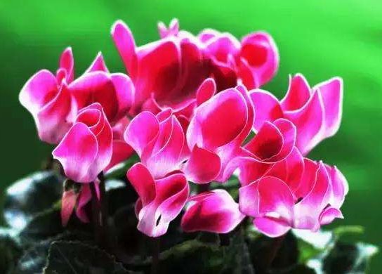  [花香]养花养个好看的，不怕热花开不断，丢在阳台变瀑布，花香沁人心扉