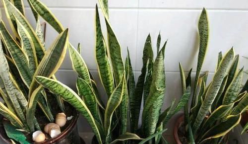 『提高』想要提高花草'抵抗力'?就自制花肥吧,5招保管啥肥都不缺