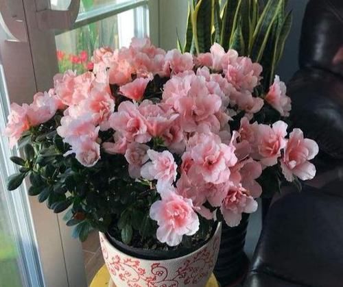 「西洋」花店买杜鹃,大多是“西洋鹃”,做好4点,能开一年