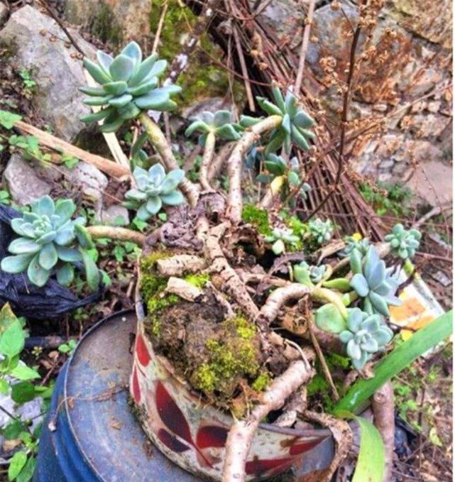 [代表]娇嫩的“花草”被养成“老树桩”是什么体验？6种多肉植物成代表