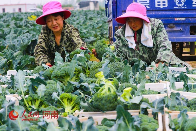  『蔬菜』河南光山:蔬菜种植保证市场供应