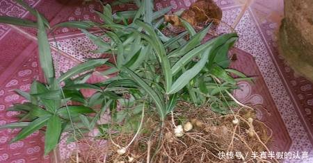农村这种野生物“若遇到要当回事”它的价值很高，对人有很多好处