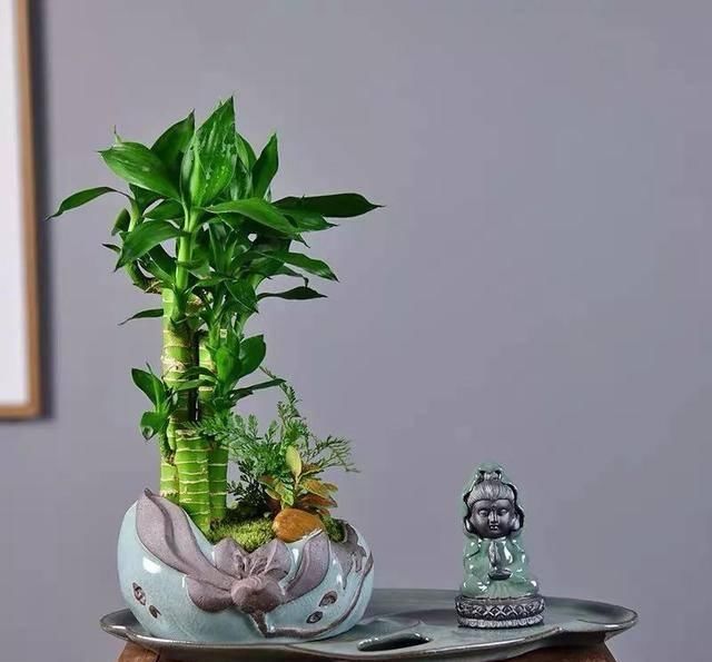  观赏价值极■家养六种“富贵花”，吉祥又如意，富贵又生财，人人都喜欢