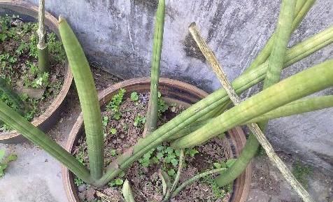 【棒叶】棒叶虎尾兰的养殖方法和注意事项