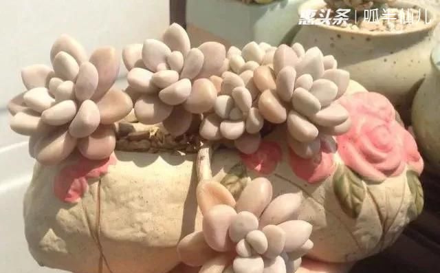 『白菜』多肉断水12天,绿白菜秒变红舞娘,想要上色就得...