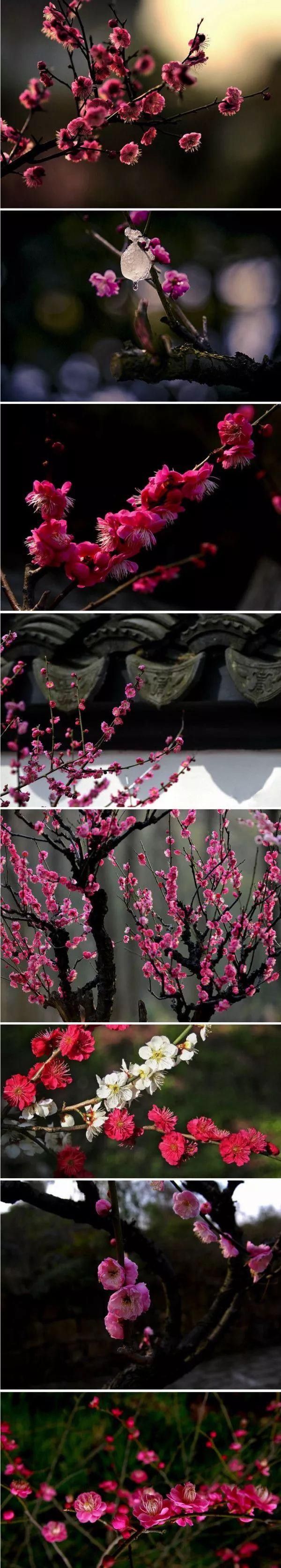  大名花之首：【欣赏】 中国十大名花，第一名意料之中