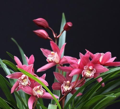  『值得』此兰，被誉为花中贵妃，花色妖艳，花香扑鼻，倾国倾城，值得拥有