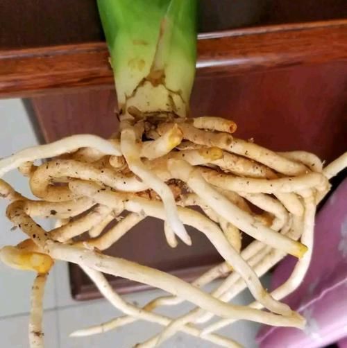 发根:烂根的君子兰水苔捂一捂,发根很轻松,只需3个月,小白根爆盆