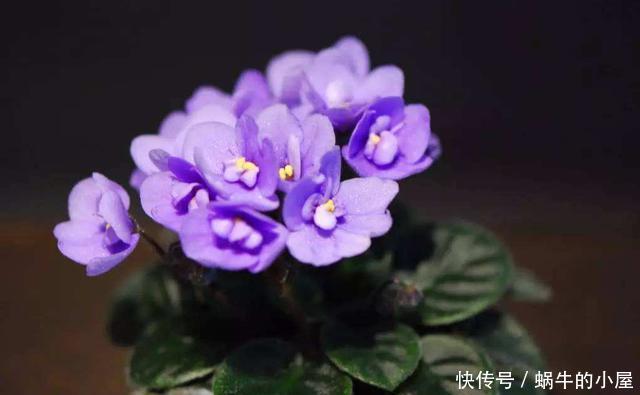  『耐热』适合夏天养的3种花，耐热耐旱不怕晒，一年四季赏花不断，能爆盆