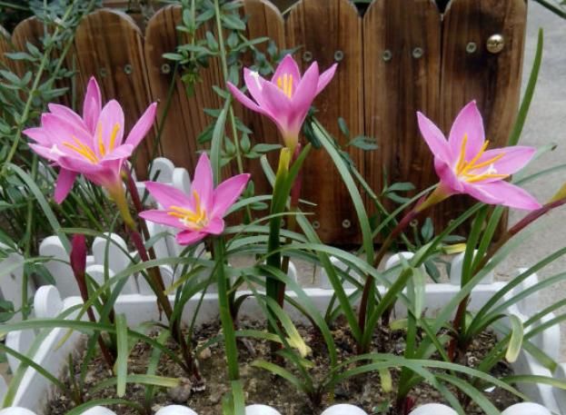 『兰和风雨兰』路边一种“韭菜”花,种盆里太养眼,一淋雨就开花