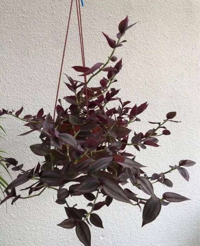  『比花』这几种受欢迎的耐阴花，一养就上瘾，叶子比花美！