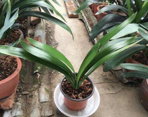  #肥料#去路边“转1圈”，捡回来“1种肥”，能养君子兰、长寿花，太值！