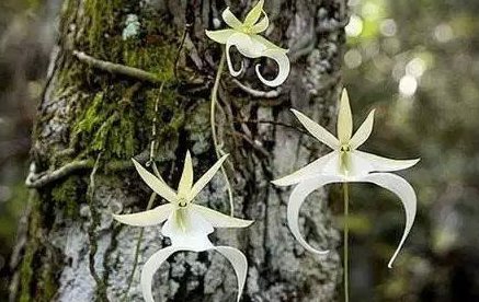  『最贵』世界上最贵的花,一朵价值上百万,如今深山里一株难求,你见过没