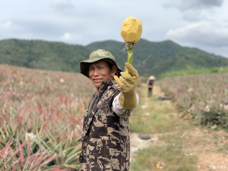 菠萝■2020年，劳作在海南的菠萝地海