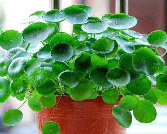 「铜钱草」此几款喜水植物,越浇越爆盆,花叶蹭蹭往外冒,花色绚丽多彩