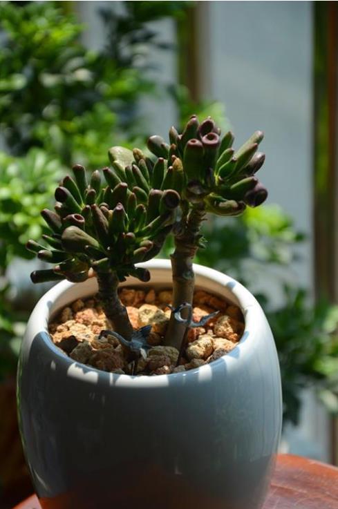 『筒叶花』新手养花,不如养观赏精品:筒叶花月,精巧奇特,闪闪惹人爱