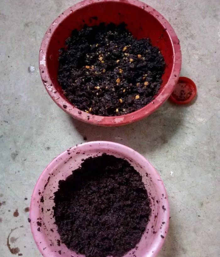  渣渣：闲来无事在家，制作玉米钓饵及玉米窝料！
