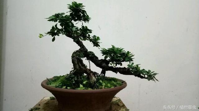 实图分享小叶鼠李盆景剃头理发前后对比图,盆景就该这样折腾