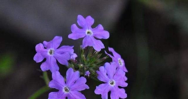  『几块钱』几块钱就能买一盆的美女樱，开花好看花量大，关键是特别好养